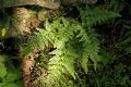 Asplenium adiantum-nigrum